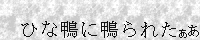 ひな鴨に鴨られたああ